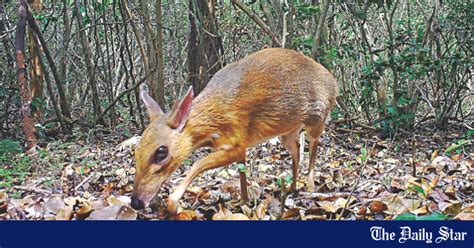 Vietnam mouse deer rediscovered | The Daily Star