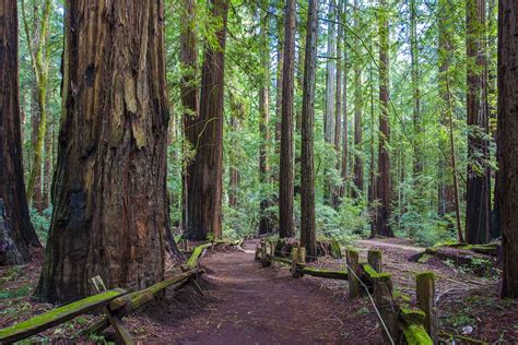 Armstrong Redwoods State Natural Reserve