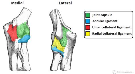 Pin en Arthrology of the upper limb