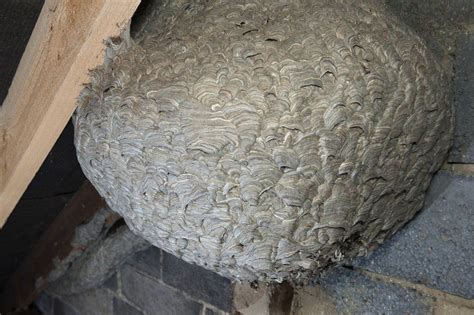 'Colossal' wasp nest found in Corby attic - BBC News