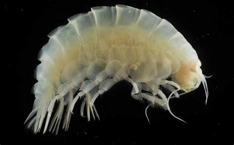 Sea creatures in Mariana Trench (the deepest place on Earth) have plastic in their stomachs