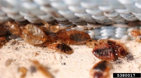 bed bug, Cimex lectularius (Hemiptera: Cimicidae) - 5380017