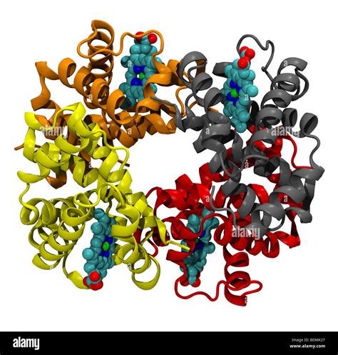 Hemoglobin Molecular Structure