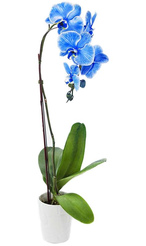 Indoor Real Blue Orchid Plant (Ceramic Pot) - Flowers and Gifts Delivery in Jordan