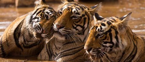 Students RoaR for wildlife conservation in India | TERI