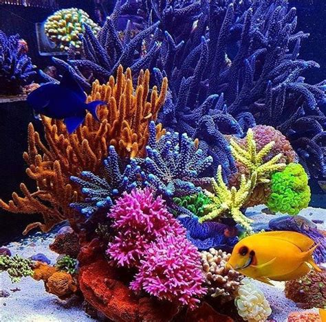 Pin by Kamuela on Water Inhabitants & Coral Reefs | Beautiful sea creatures, Ocean creatures ...