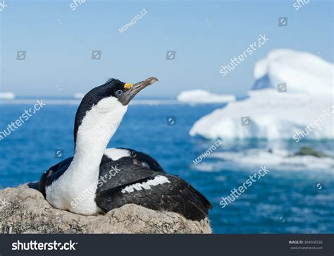 1,527 Shag on nest Images, Stock Photos & Vectors | Shutterstock