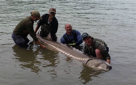 Giant White Sturgeon caught in Mission BC - Silversides Fishing Adventures