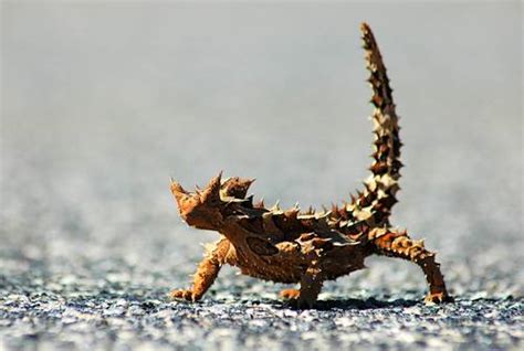 Australian Desert Animals - Wildlife In The Outback