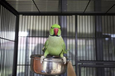 Indian Ringneck In Cage | Most beautiful birds, Parrot, Budgies bird