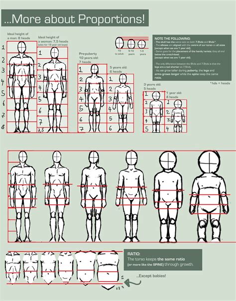 Proportions Guide by FOERVRAENGD.deviantart.com | Figure drawing ...