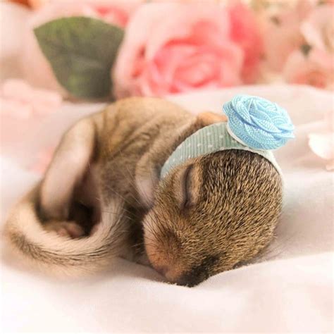 Newborn Squirrel Photo Shoot | POPSUGAR Family