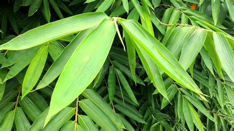 Young bamboo stalks stock image. Image of mood, green - 145705505