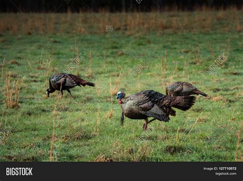 Wild Turkey Hunting Image & Photo (Free Trial) | Bigstock