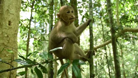 funny infant monkey assam macaque Stock Footage Video (100% Royalty-free) 1013688584 | Shutterstock