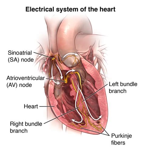 Anatomy and Function of the Heart's Electrical System | Johns Hopkins Medicine