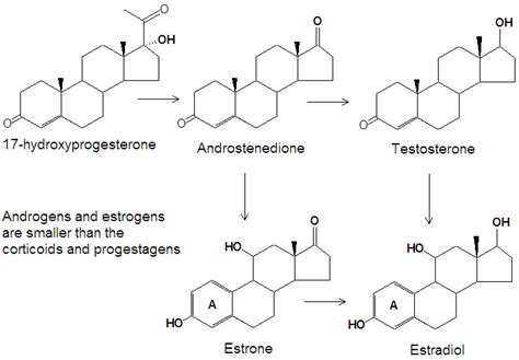 Aromatase - encyclopedia article - Citizendium