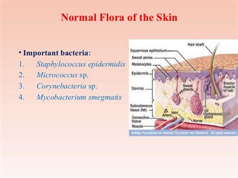 Normal Flora Of Skin : Normal Flora | Basicmedical Key / In contact ...