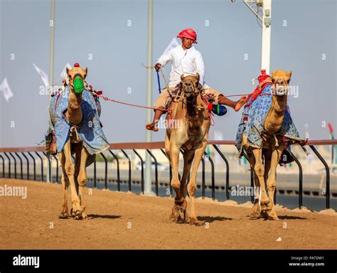 Dubai, United Arab Emirates - March 25, 2016: Practicing for camel ...