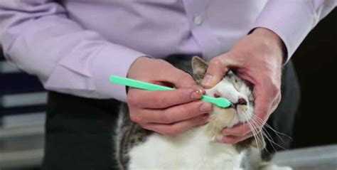 What are some tips on brushing a cat's teeth? - Healthcare for Pets