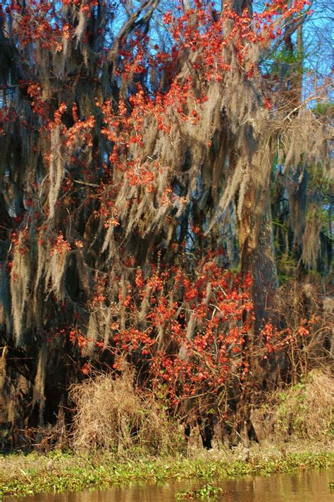 Color in the Swamp | Smithsonian Photo Contest | Smithsonian Magazine