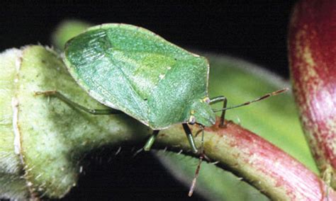 southern green stink bug - Nezara viridula (Linnaeus)