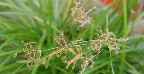 Integrated weed management: Nutgrass (Cyperus rotundus) | AUSVEG