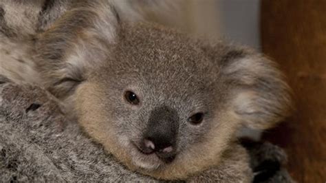 Koala Given Radiation Treatment to Treat Excessive Drooling | Fox News