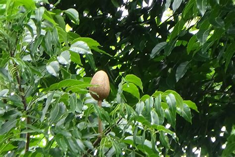 Big-leaf mahogany (Swietenia macrophylla)