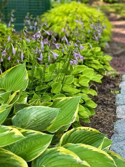 Best Companion Plants for Hostas - Stacy Ling