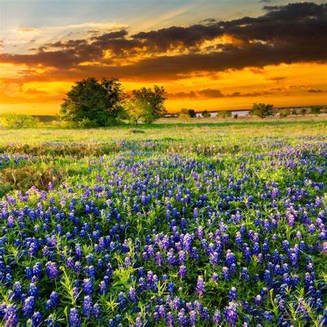 2020 Texas Hill Country Events and Festivals – The Texas Wildflower