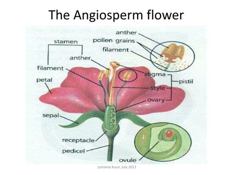 PPT - FLOWERS AS REPRODUCTIVE STRUCTURES PowerPoint Presentation, free download - ID:1440140