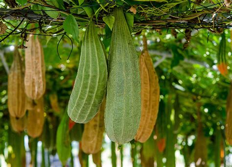 Growing Loofah Sponges - Homesteader DepotHomesteader Depot