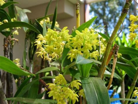 Australian Native Dendrobium Orchids – John Oxley District Orchid Society