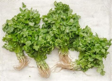 How to Harvest Cilantro Without Killing the Plant — Gardening, Herbs, Plants, and Product Reviews