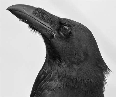 raven close up | Raven, Black bird, Crow art