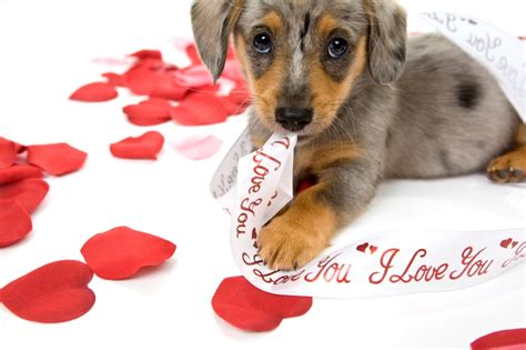 Valentine's Day Puppies Free Wallpaper - WallpaperSafari