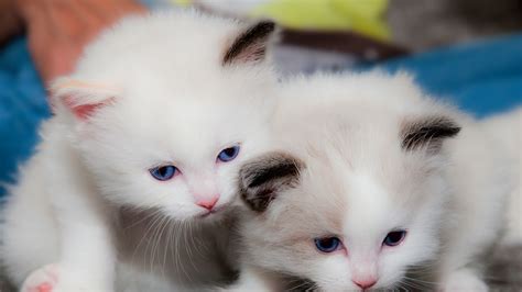 Two Cute White Cats Are Looking Down 4K HD Kitten Wallpapers | HD Wallpapers | ID #45858