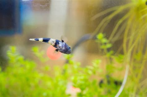 Bumblebee Goby • Care Guide (Tank Setup, Mates & Diet)