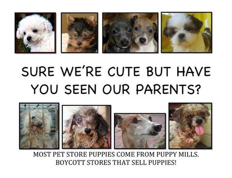 Pet shops in New York were investigated. All sourced their puppies from ...