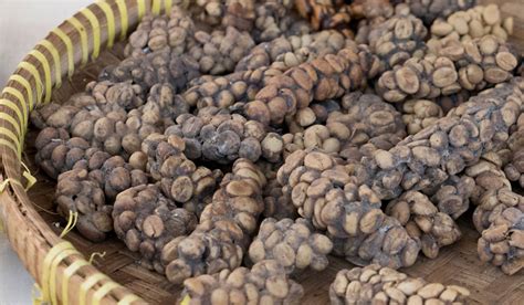 Drinking Cat-Poo-Cino or Kopi Luwak, a Local Delicacy in Bali