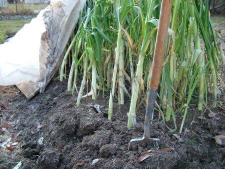 Harvesting Leeks Archives - The CobraHead Blog The CobraHead Blog