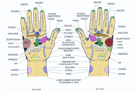 kuře náhled Stolek top of hand reflexology chart Refrén Vydání náklady