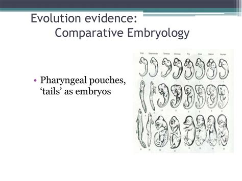 Evolution is all around us! What are the evidences of Evolution? - ppt ...