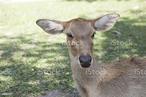 Portrait Of Sambar Deer Thailand Stock Photo - Download Image Now ...