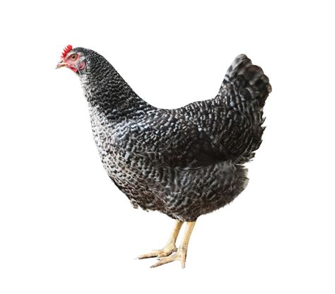 Premium Photo | Speckled hen on a isolated on white background with ...