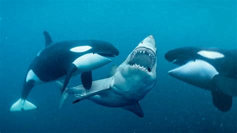 Great White Sharks vs Killer Whales — Wildlife Woods