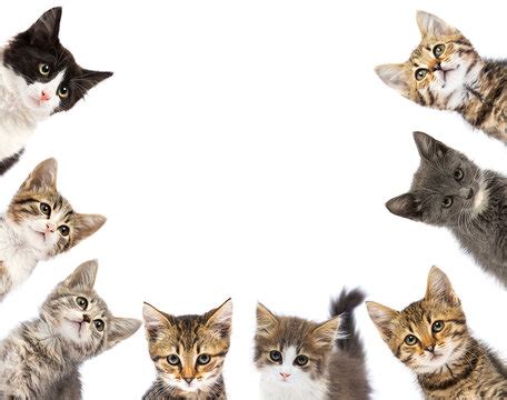 "Group Of Cats" Images – Browse 531 Stock Photos, Vectors, and Video ...