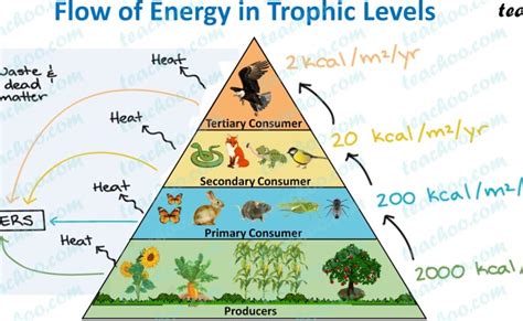 Trophic Level Definition Food Chain Food Web Pyramid Examples – Otosection