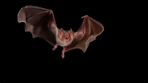 Vampire Bat Habitat Expansion Raises Rabies Risk, Reveals Study ...